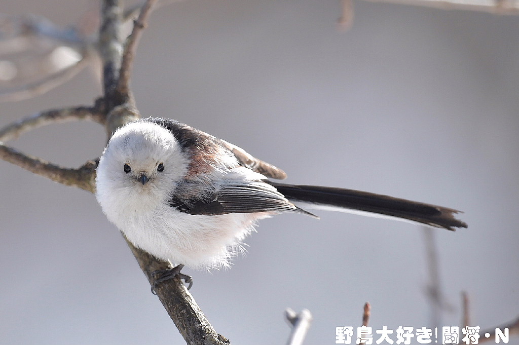 シマエナガ 野鳥大好き 闘将 ｎ