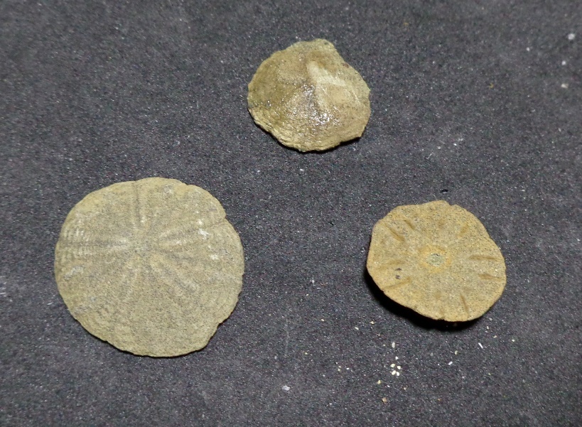 北海道のウニ化石③ : my earth my world