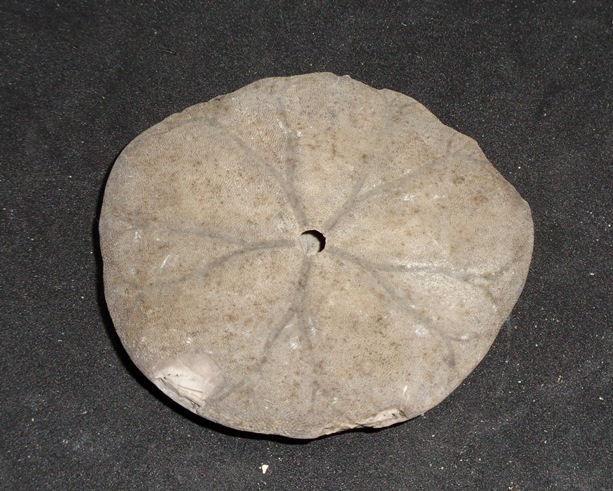 北海道のウニ化石③ : my earth my world