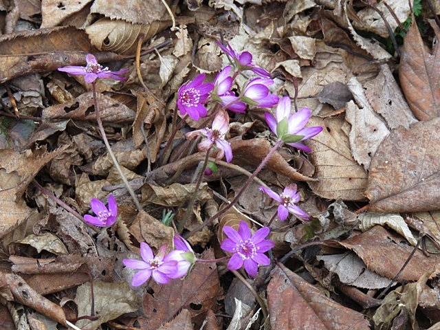 鞍岳のマンサクと山野草など。2日_f0357487_15585853.jpg