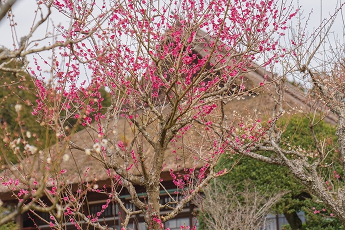 秩父宮記念公園のつるし雛_b0145398_23491683.jpg