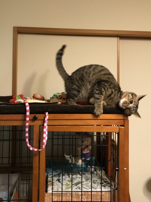 c0362401_19460553.jpeg