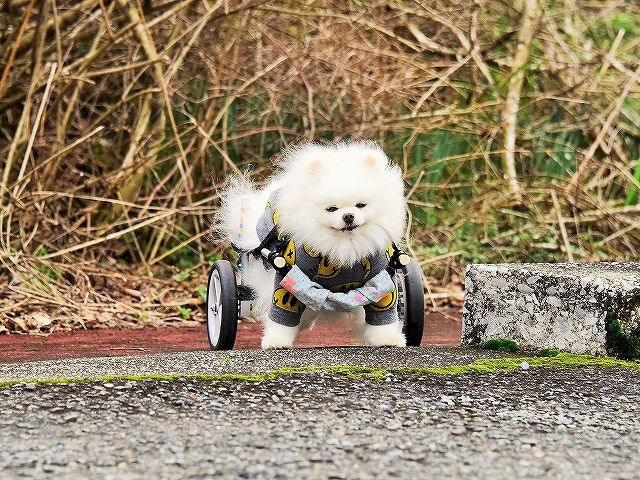 手出しは無用_d0360206_01163513.jpg