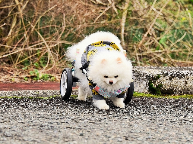 手出しは無用_d0360206_01164156.jpg