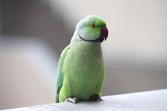 ワカケホンセイインコと 浮間公園でメジロ 子猫の迷い道