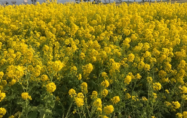 町 体育館 三芳 総合