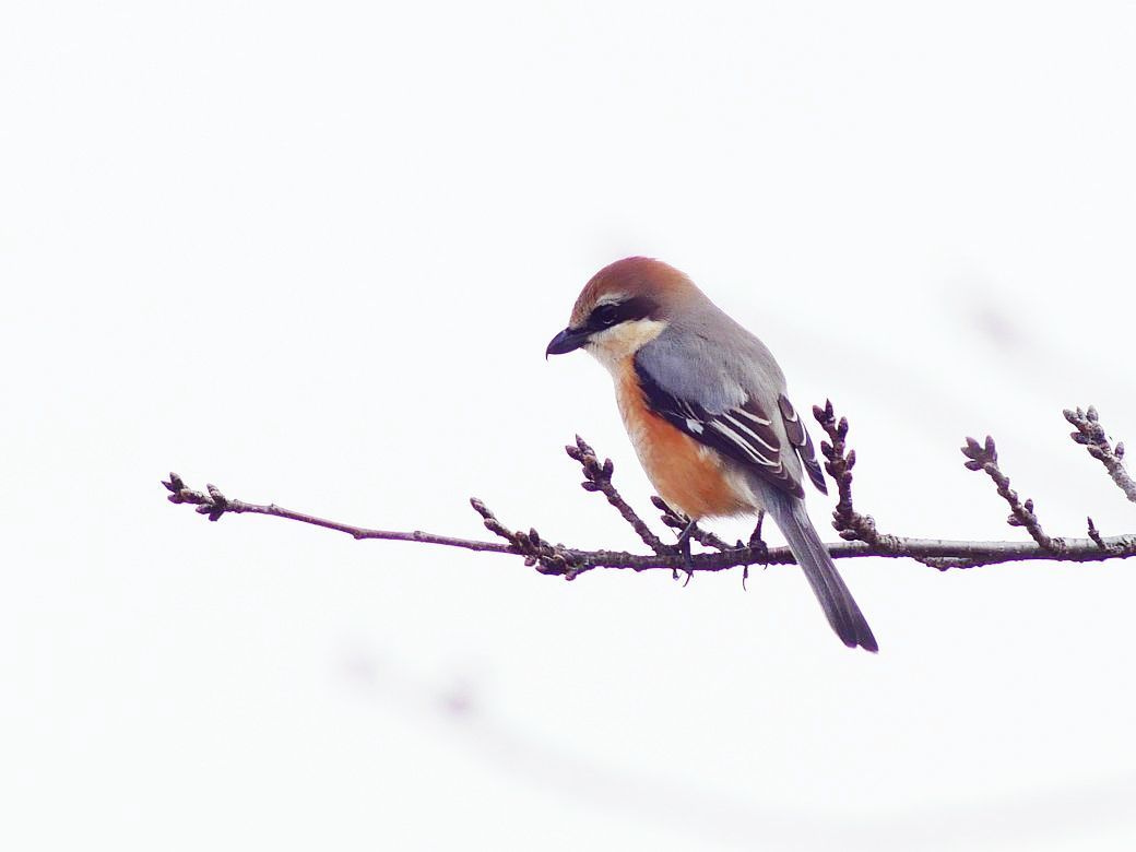 百舌鳥の♂回り舞台♪_a0031821_20540038.jpg