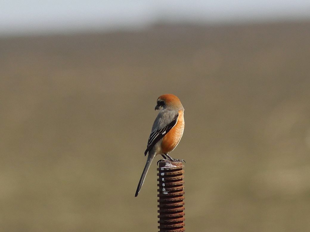 百舌鳥の♂回り舞台♪_a0031821_20561872.jpg