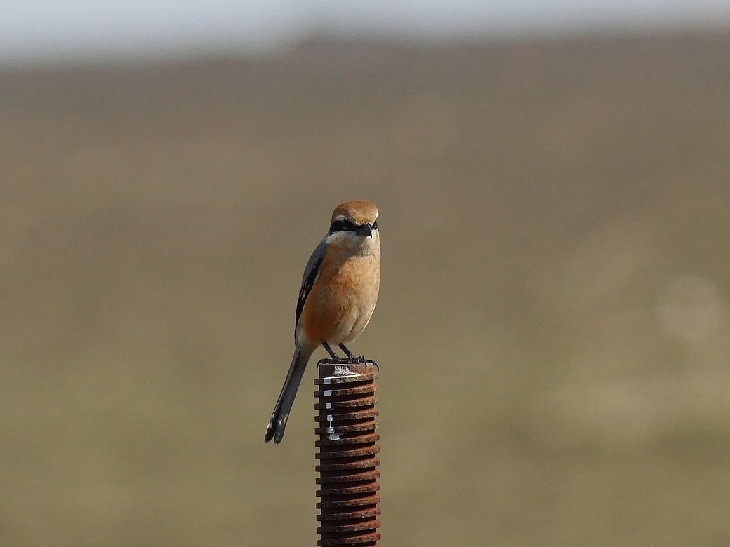 百舌鳥の♂回り舞台♪_a0031821_21013015.jpg
