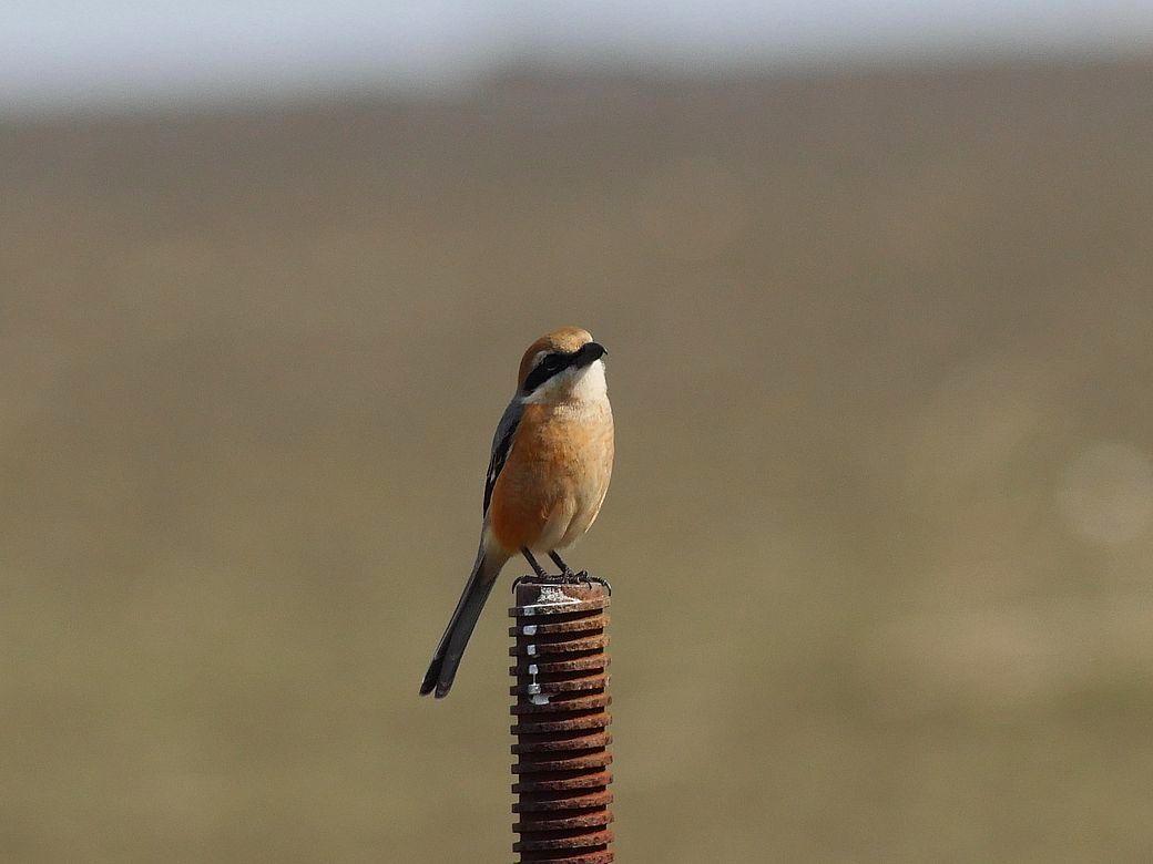 百舌鳥の♂回り舞台♪_a0031821_21040132.jpg