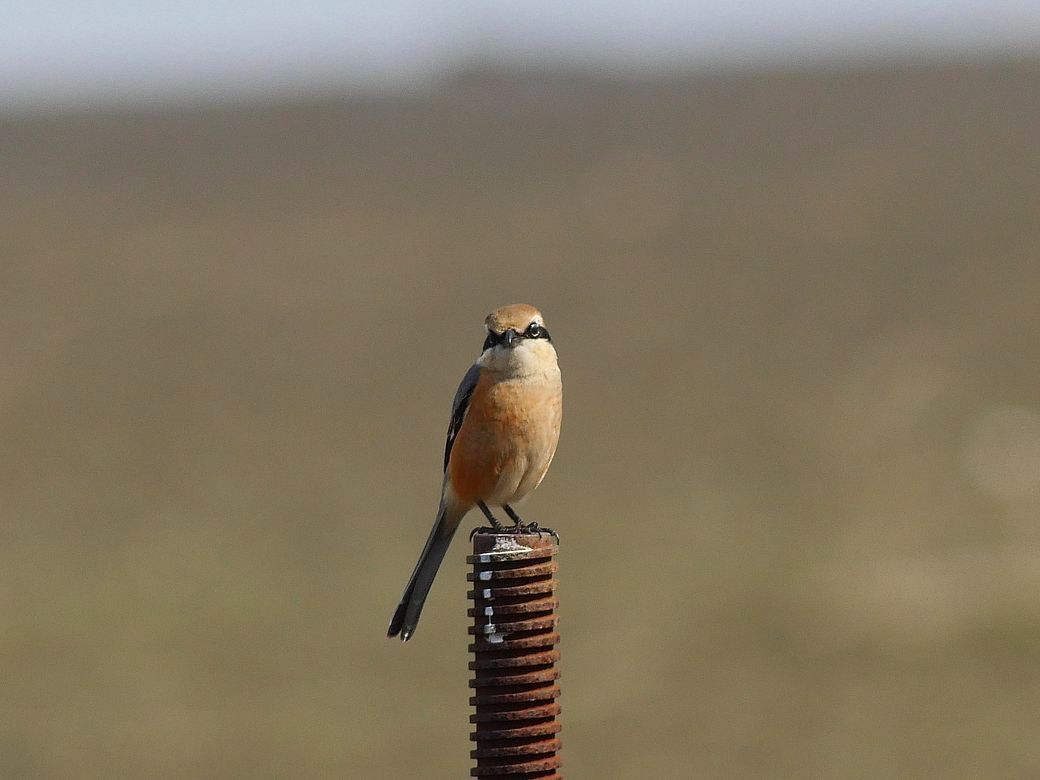 百舌鳥の♂回り舞台♪_a0031821_21044555.jpg