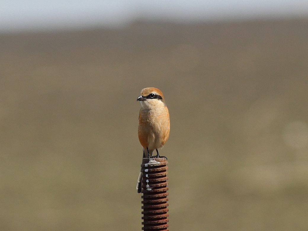 百舌鳥の♂回り舞台♪_a0031821_21053168.jpg