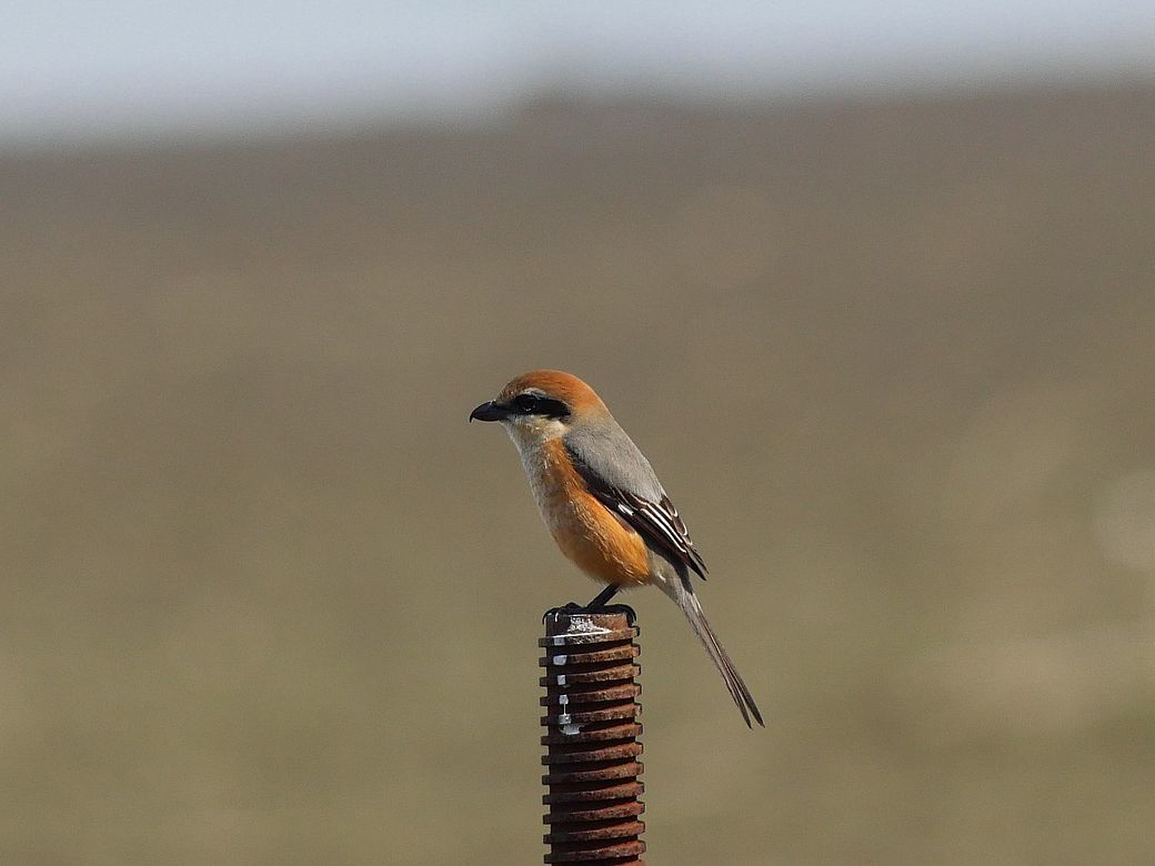 百舌鳥の♂回り舞台♪_a0031821_21081390.jpg