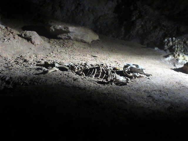 うるさかった！鍾乳洞見学とトカゲの棲むブルーレイク　　　　　Jenolon Caves & Blue Lake in Blue Mountains NP_f0308721_12510290.jpg