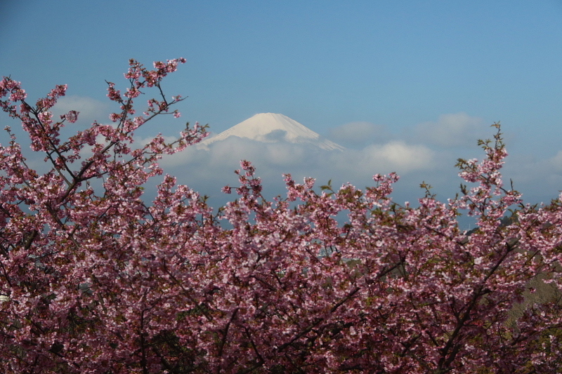 桜と青空と富士山_d0240223_18504093.jpg