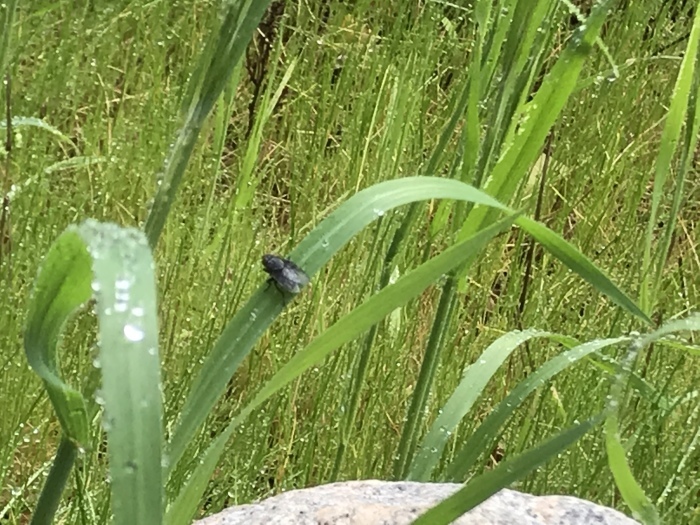 場所を変えた日常  LA編 （ 雨上がりの日曜日 ）_f0047623_09062804.jpeg