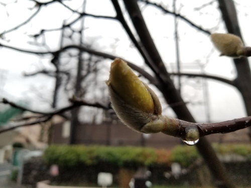 雨上りの黄昏の匂い_e0016828_10074035.jpg