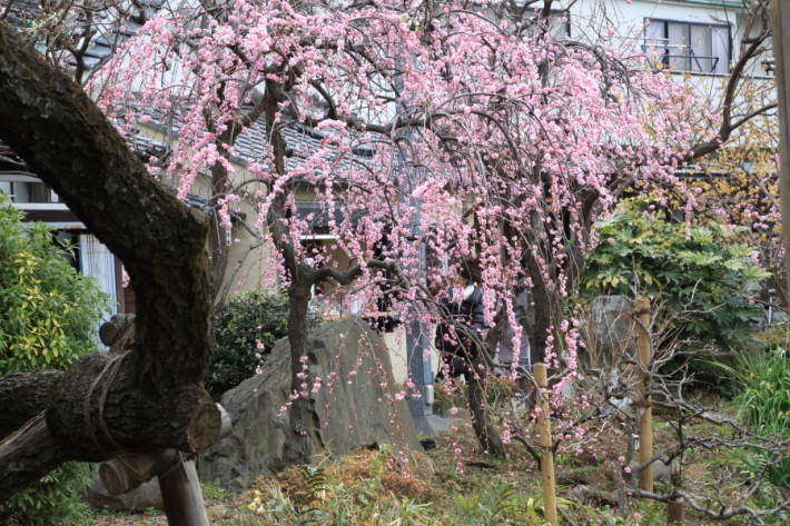 亀戸天神社その１_f0229832_23240166.jpg