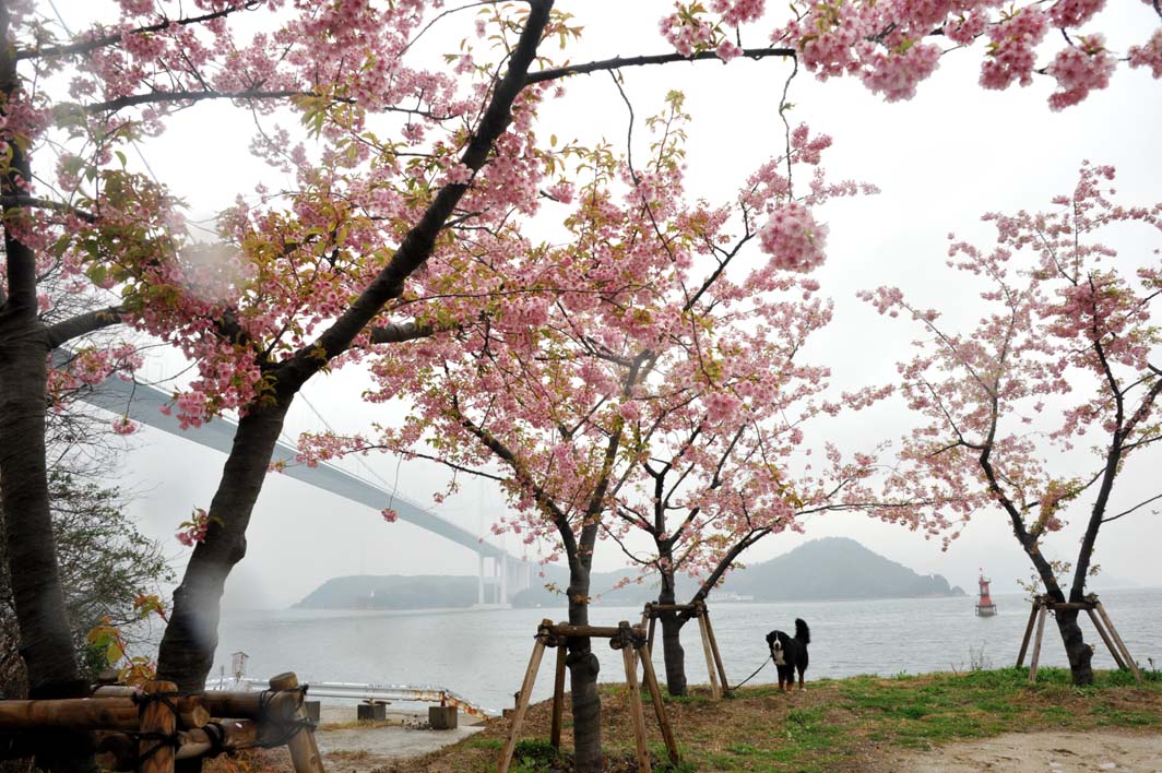 来島海峡大橋バックの河津桜は移植中だった＾＾；_b0075541_145419.jpg