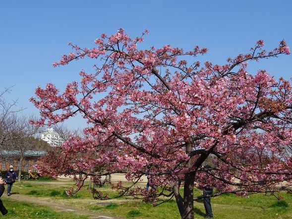 長居公園の河津桜_b0299042_17551232.jpg