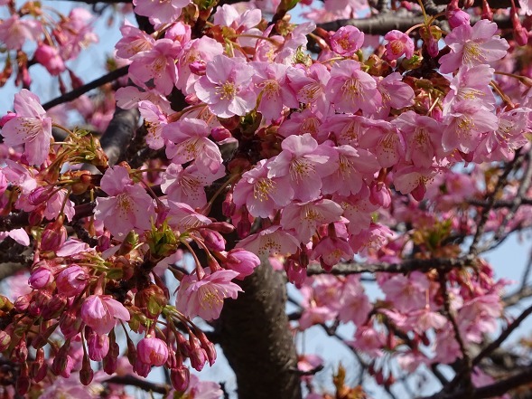 長居公園の河津桜_b0299042_17551858.jpg