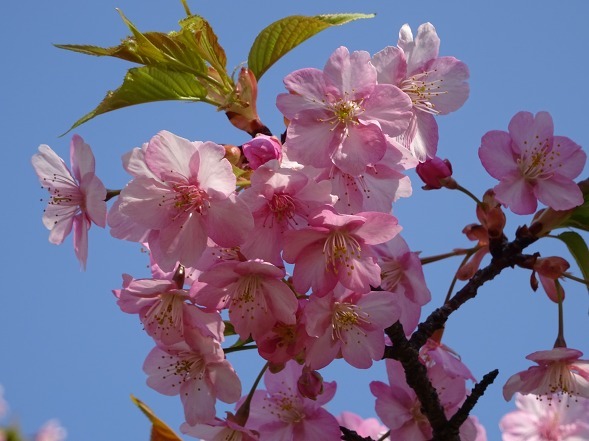 長居公園の河津桜_b0299042_17560986.jpg