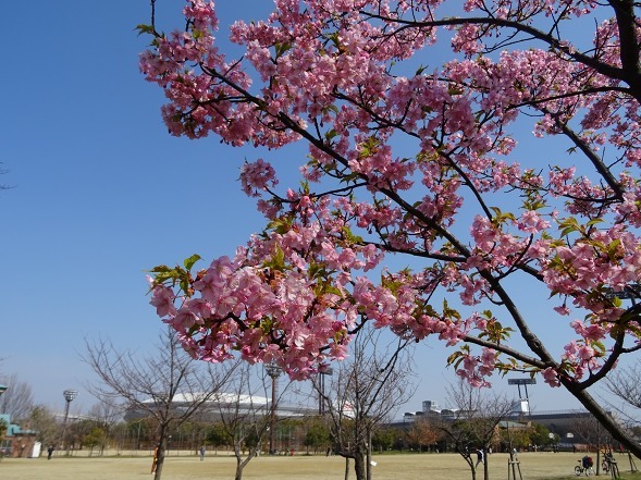 長居公園の河津桜_b0299042_17561988.jpg