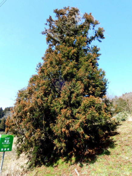 c0093046_11362722.jpg