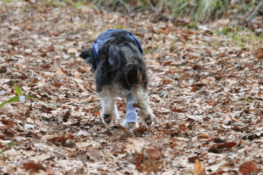 c0145250_09110614.gif