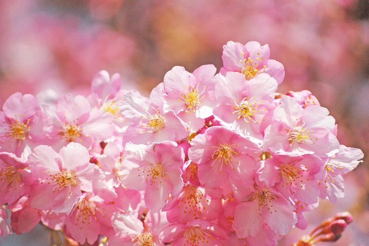 a0001354_23114975.gif