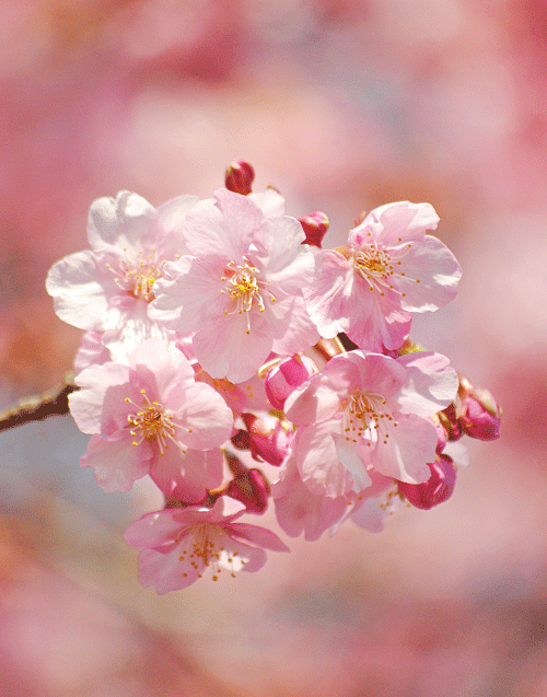 a0001354_23121016.gif