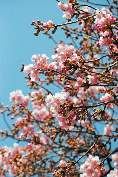 a0001354_23125353.gif