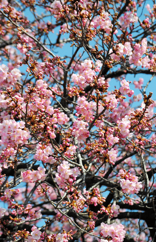 a0001354_23130681.gif
