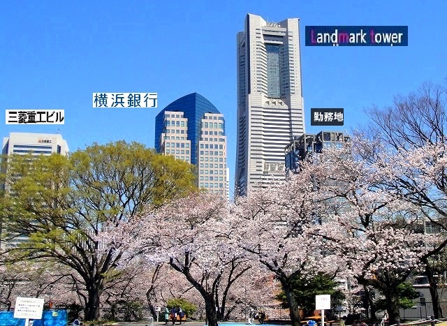 ＜2019年３月＞待ち遠しい桜の季節！職場「横浜」周辺の撮り溜めた春風景_c0119160_06150835.jpg