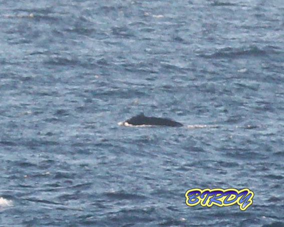 ザトウクジラ_e0273365_08142969.jpg