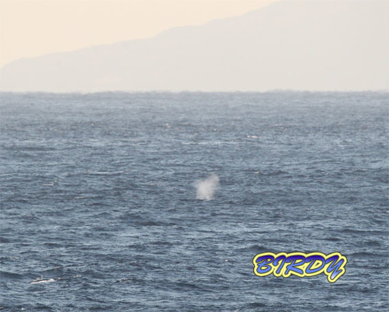 ザトウクジラ_e0273365_08142984.jpg