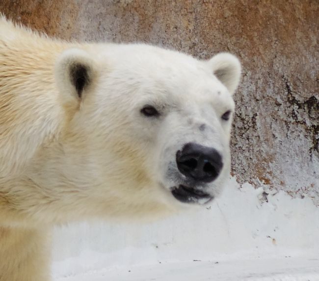 2月20日の天王寺動物園のゴーゴ_b0014576_12495057.jpg