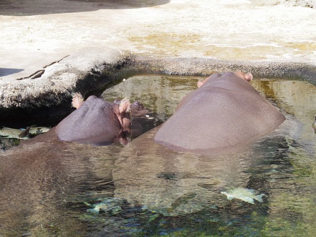 2月20日、天王寺動物園散策①_b0014576_16080836.jpg