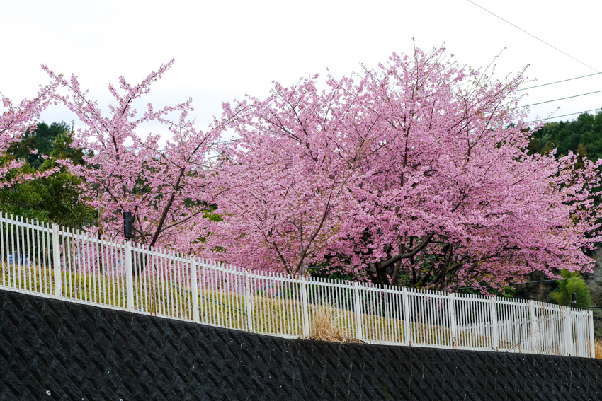 満開の桜を見上げる_e0243382_22110491.jpg