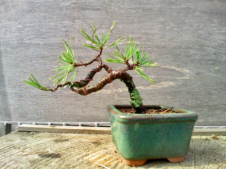 赤松 アカマツ 超ミニ盆栽 ミニ盆栽