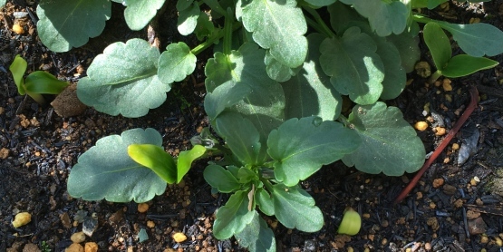 きになる植栽いろいろ…_b0349795_10573627.jpg