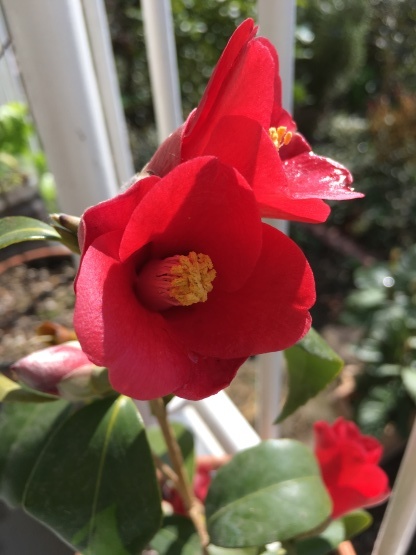 きになる植栽いろいろ…_b0349795_10573894.jpg