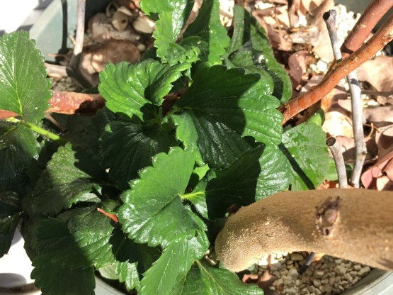 きになる植栽いろいろ…_b0349795_10573967.jpg