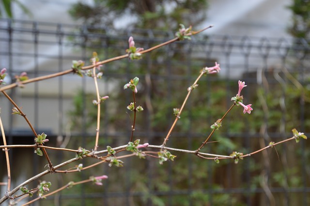 啓蟄…3月6日の庭。_c0124100_17363972.jpg