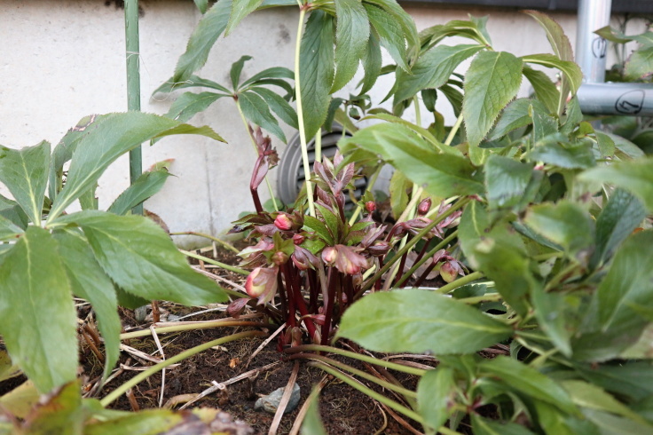 芽生え_f0067514_08590518.jpg