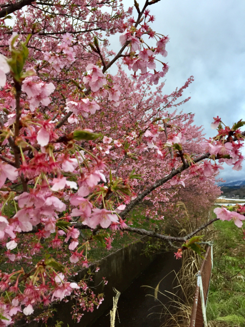 桜咲く、初春の日本滞在_f0095325_14090434.jpg