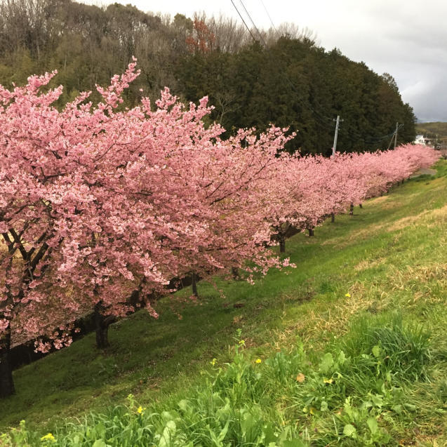 桜咲く、初春の日本滞在_f0095325_14090443.jpg