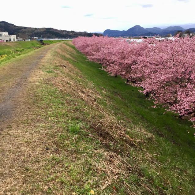 桜咲く、初春の日本滞在_f0095325_14090466.jpg