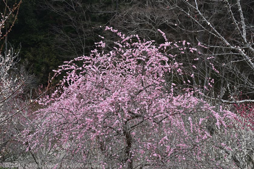 e0362037_20463722.jpg