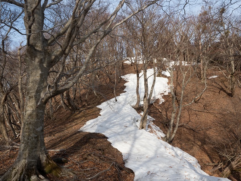 2019/3/5 早春の雪原は美しくも静寂なり　八丁平_e0403837_15474849.jpg